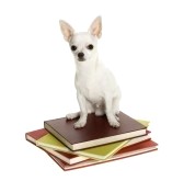 8215272-cucciolo-di-chihuahua-bianco-seduto-su-un-mucchio-di-quattro-grandi-libri-isolato-su-uno-sfondo-bian